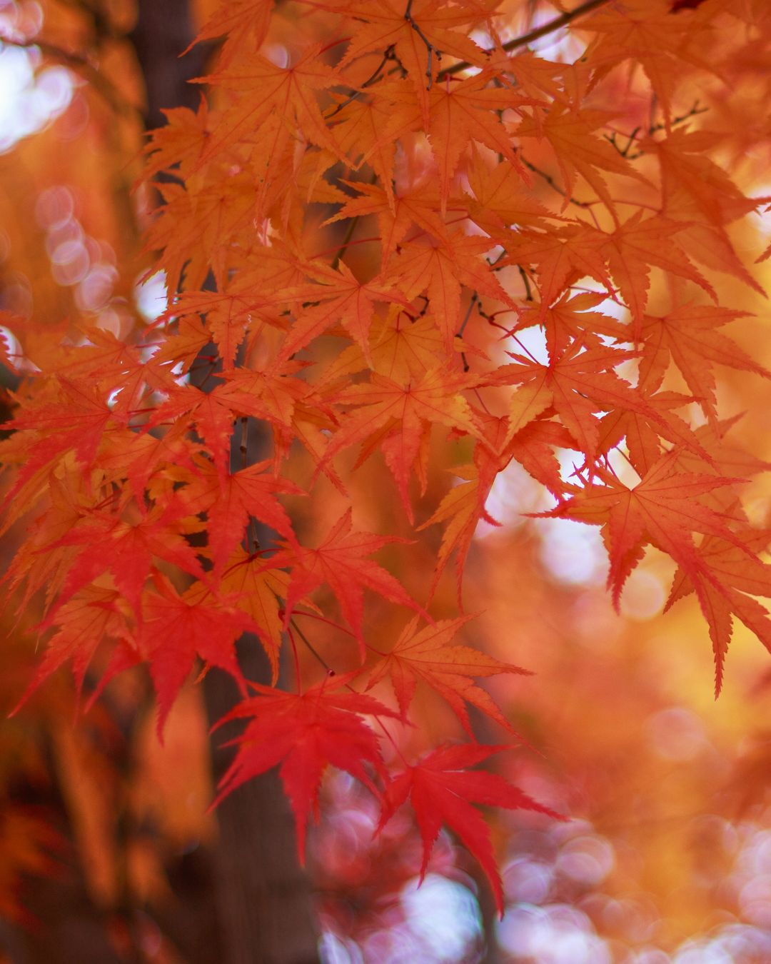 Extracto de arce azucarero