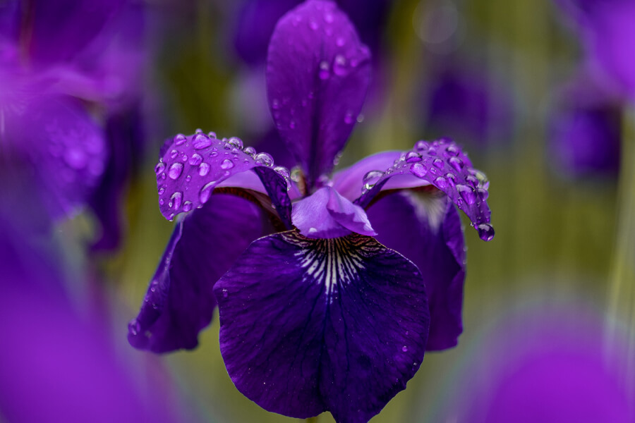 IRIS 2