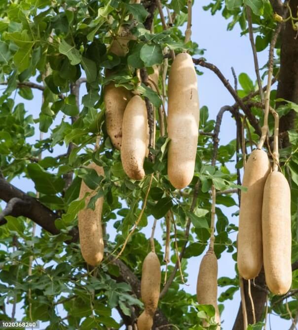 Kigelia Africana Jpg 6628c5174999b