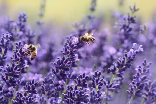 Ingredientes seguros la saponaria