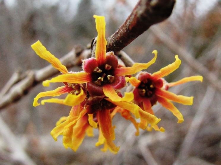 Hamamelis