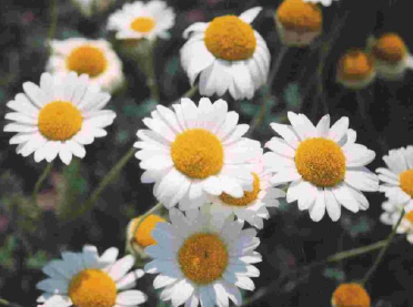 Fitocomplejo Oficinal