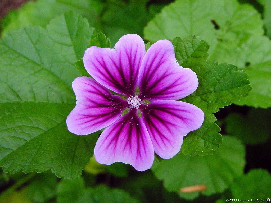 Malva